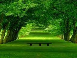 نقش فضای سبز و اهمیت آن در زندگی انسان